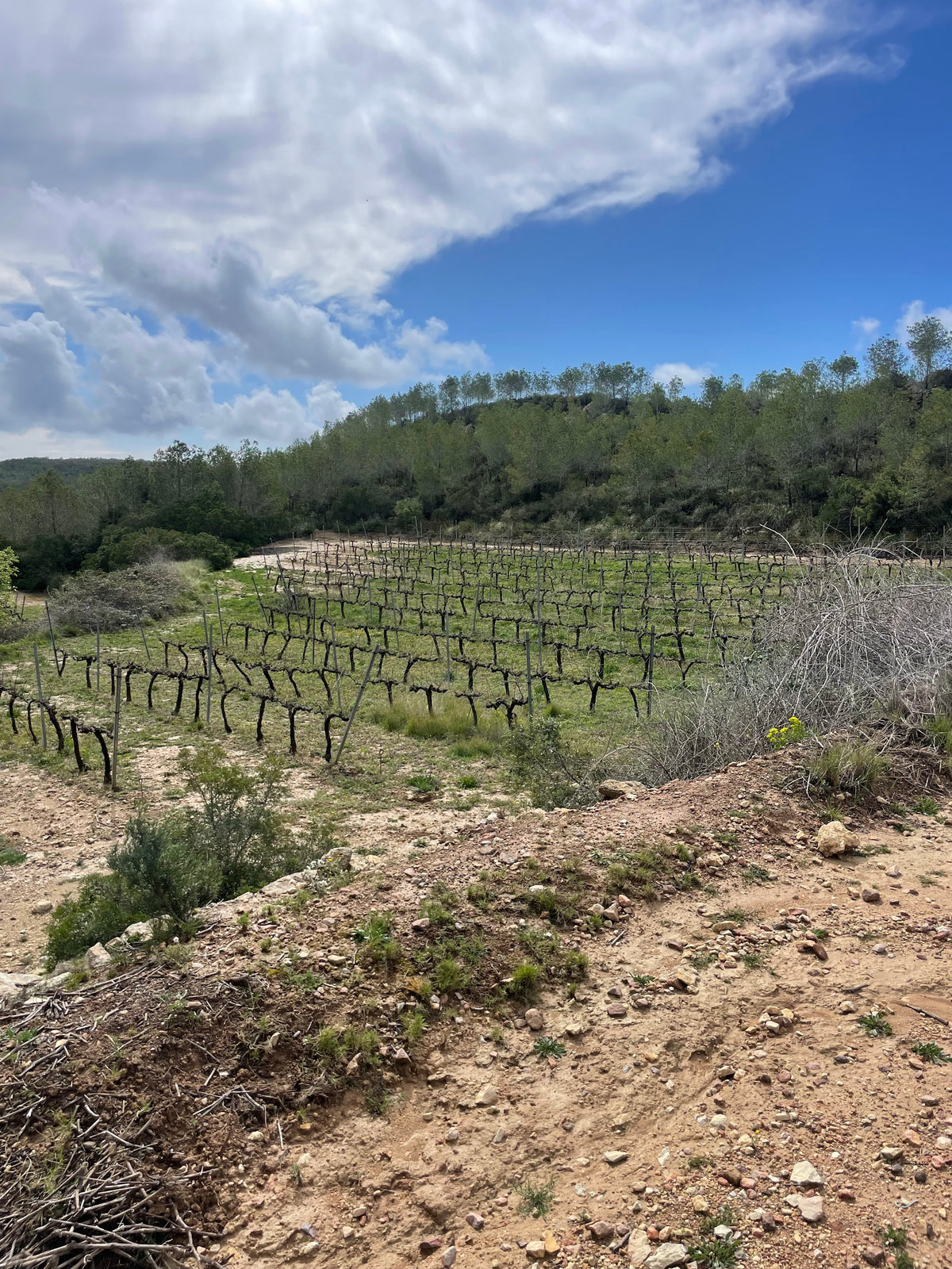 The young vineyard today