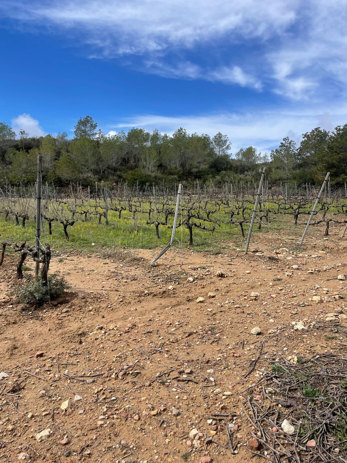 The vineyard today