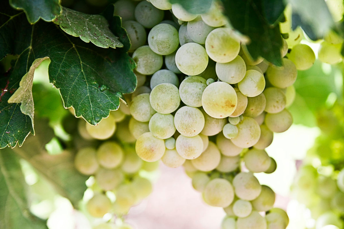 Bunches of white grapes on the vine