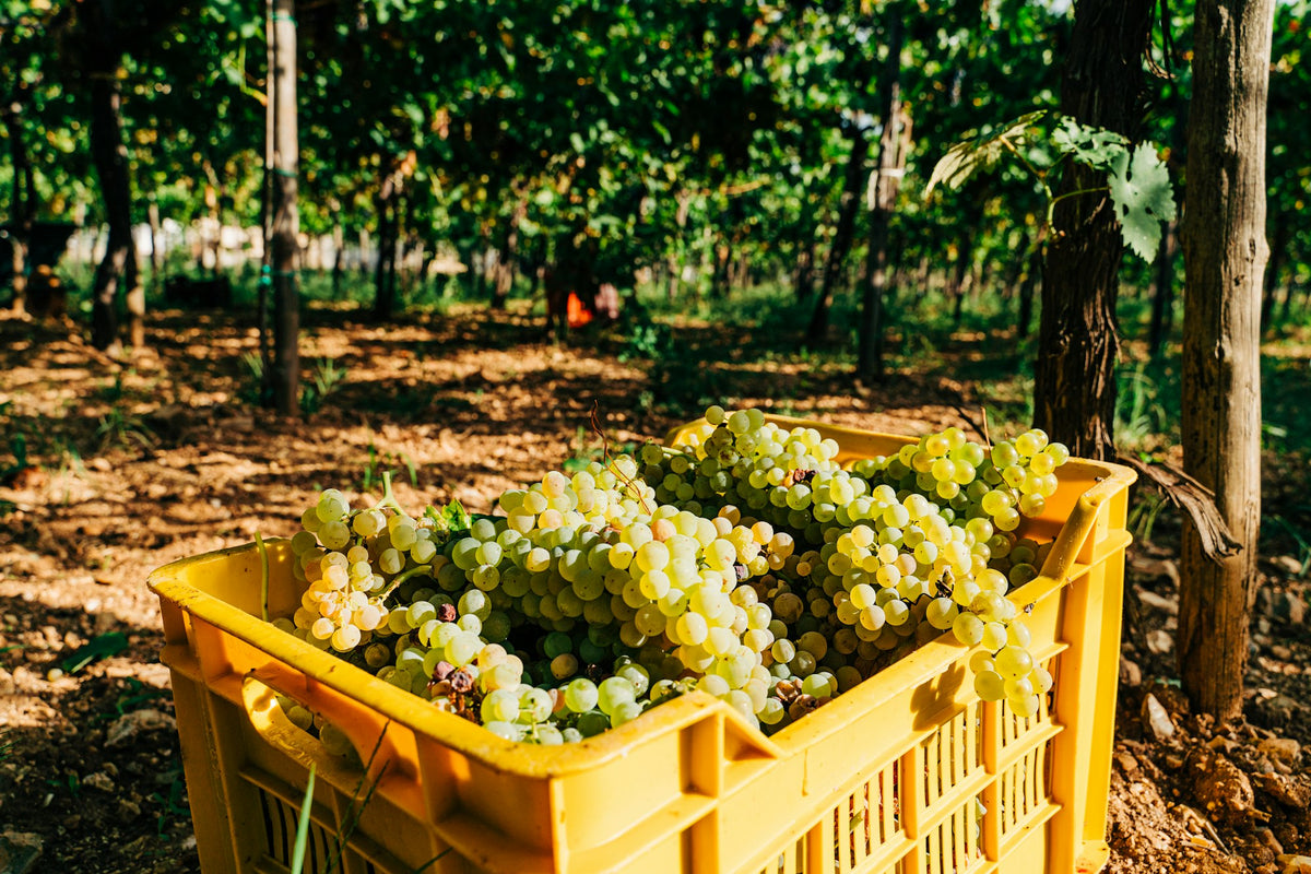 A crate of freshly picked white grapes