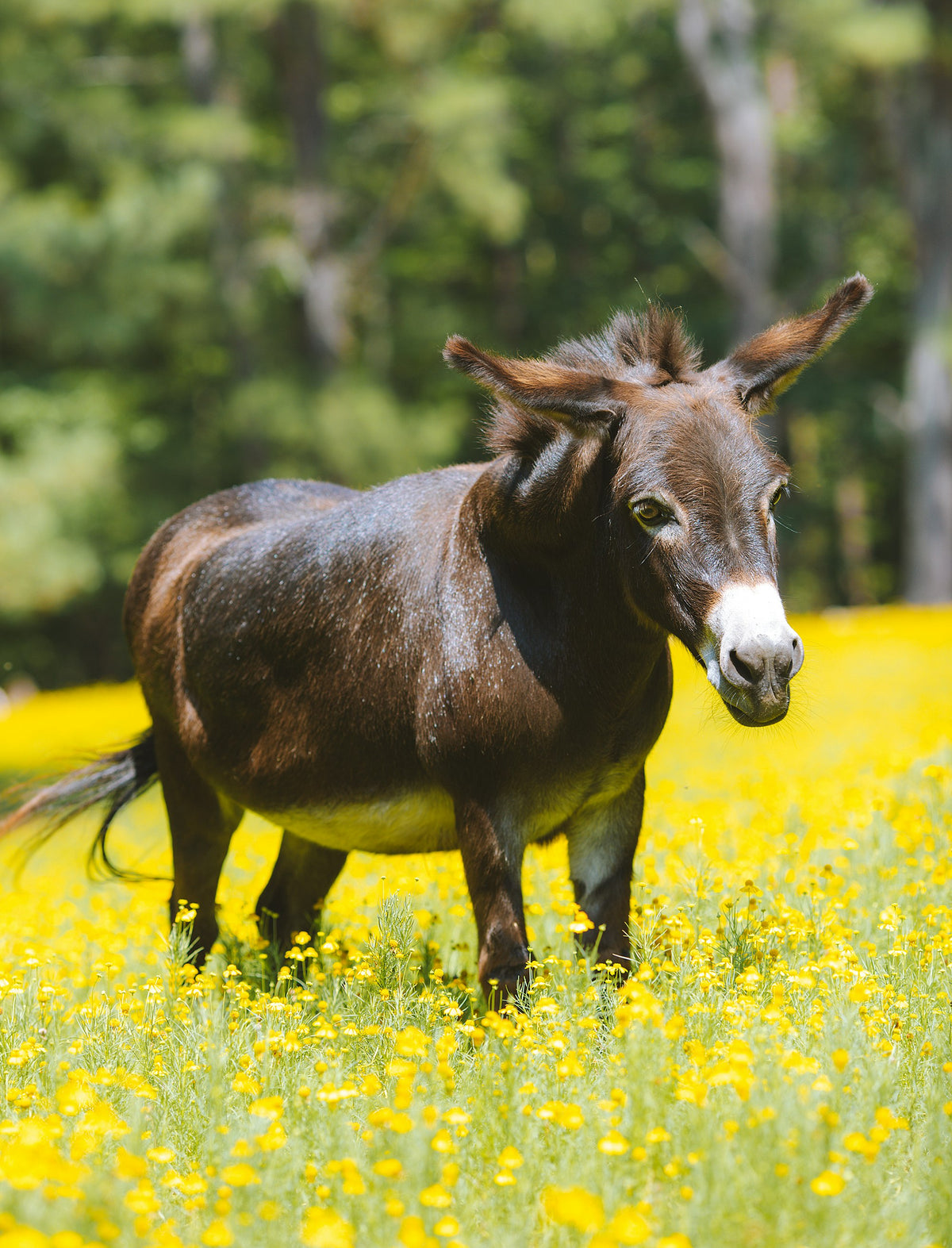 A donkey in a dry Mediterranean field