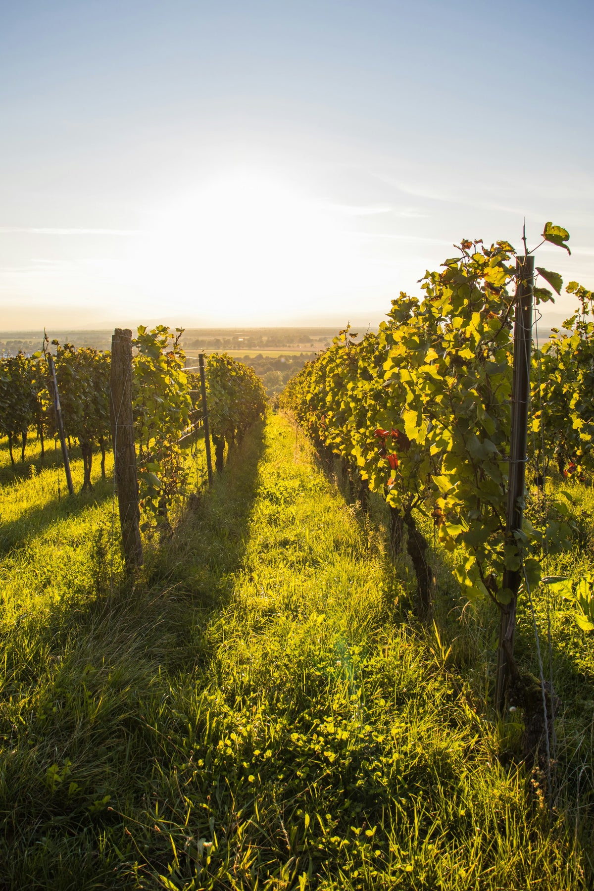 Rows of vines in late-afternoon light
